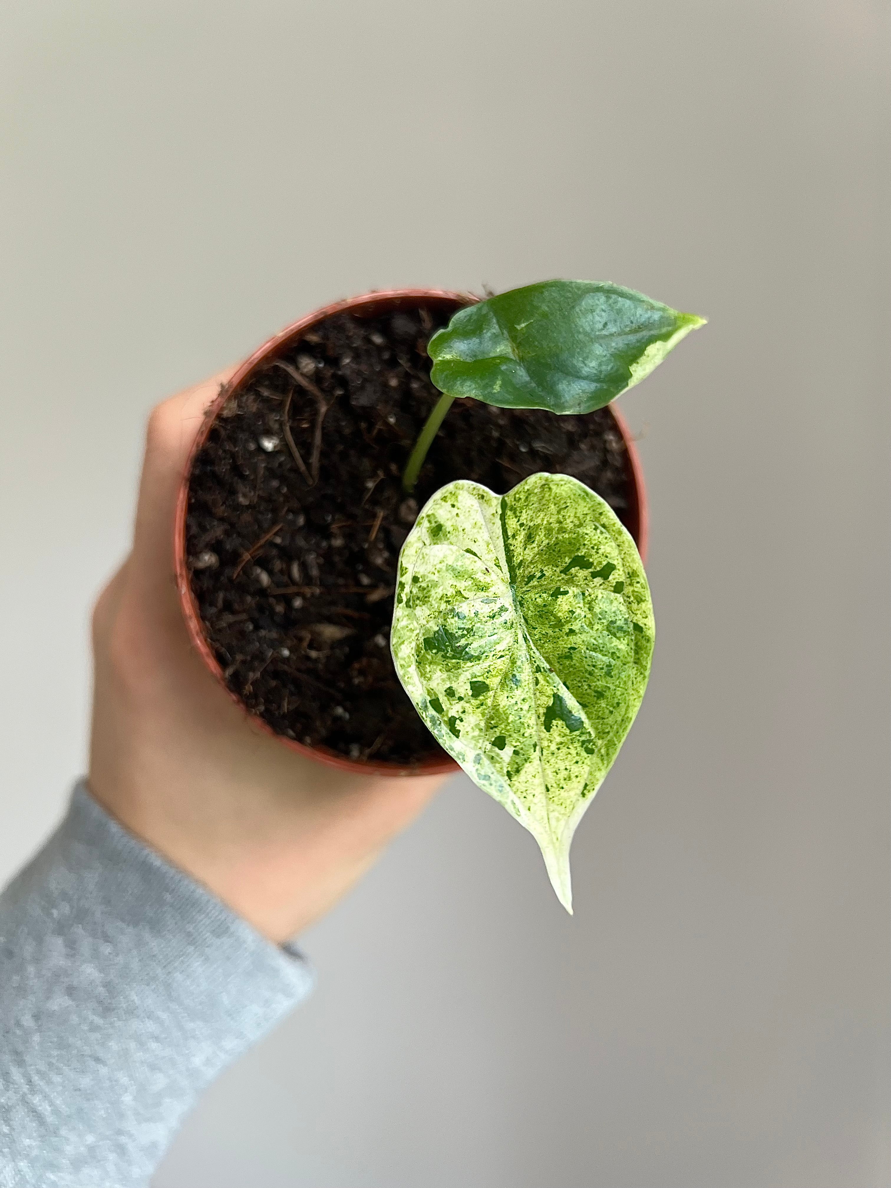 Alocasia dragon scale mint