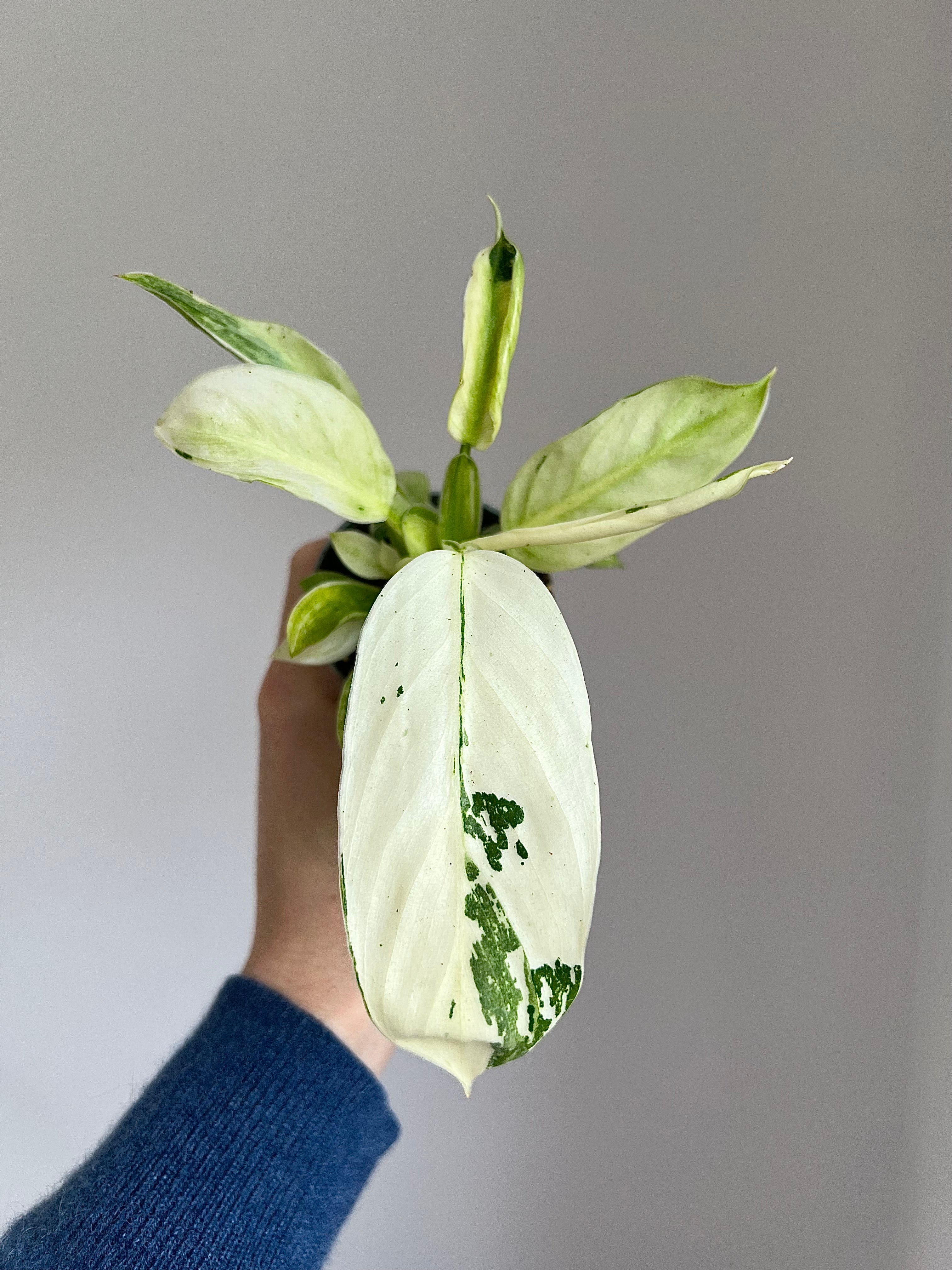 Philodendron Jose Bueno