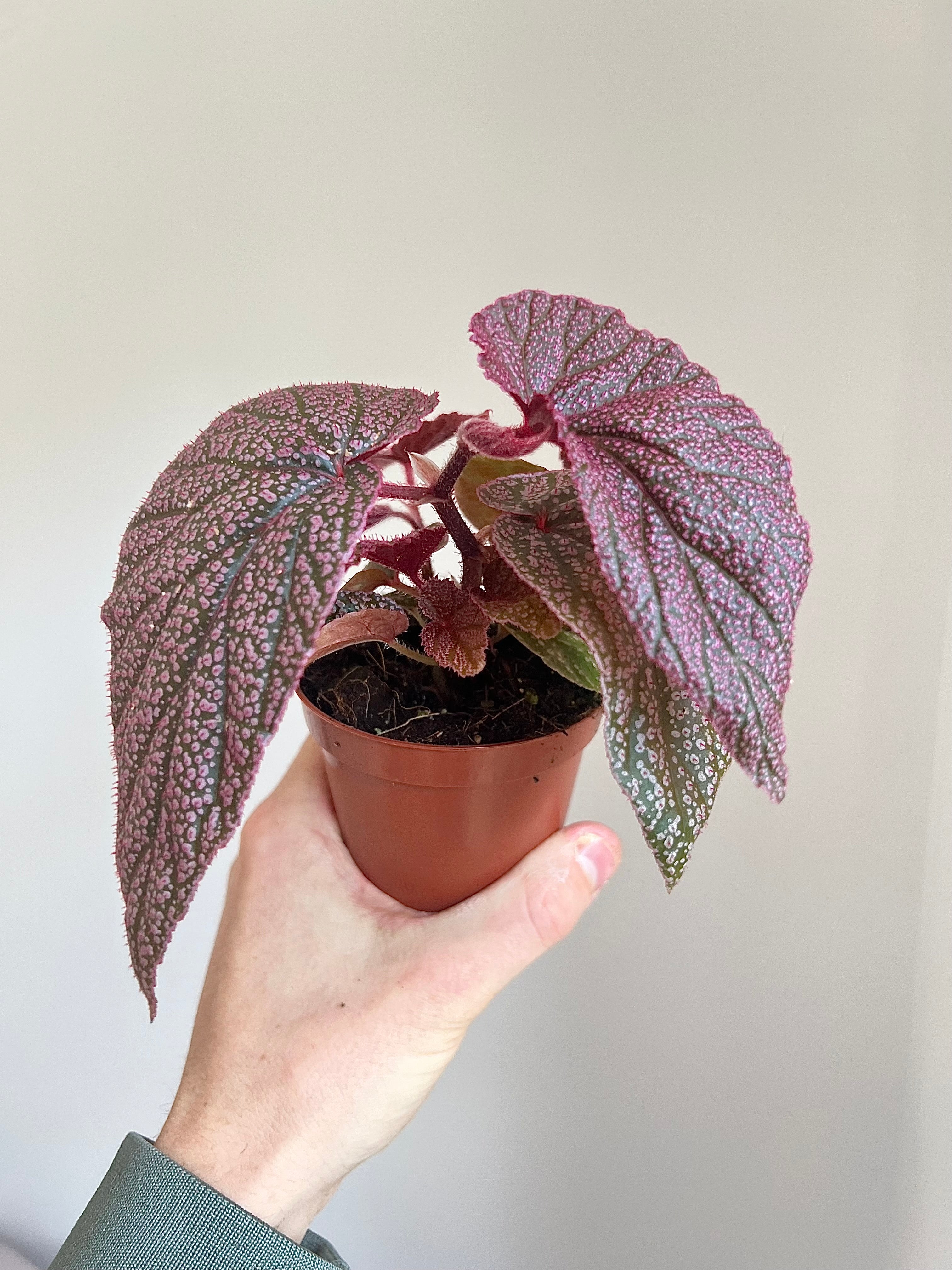 Begonia morris