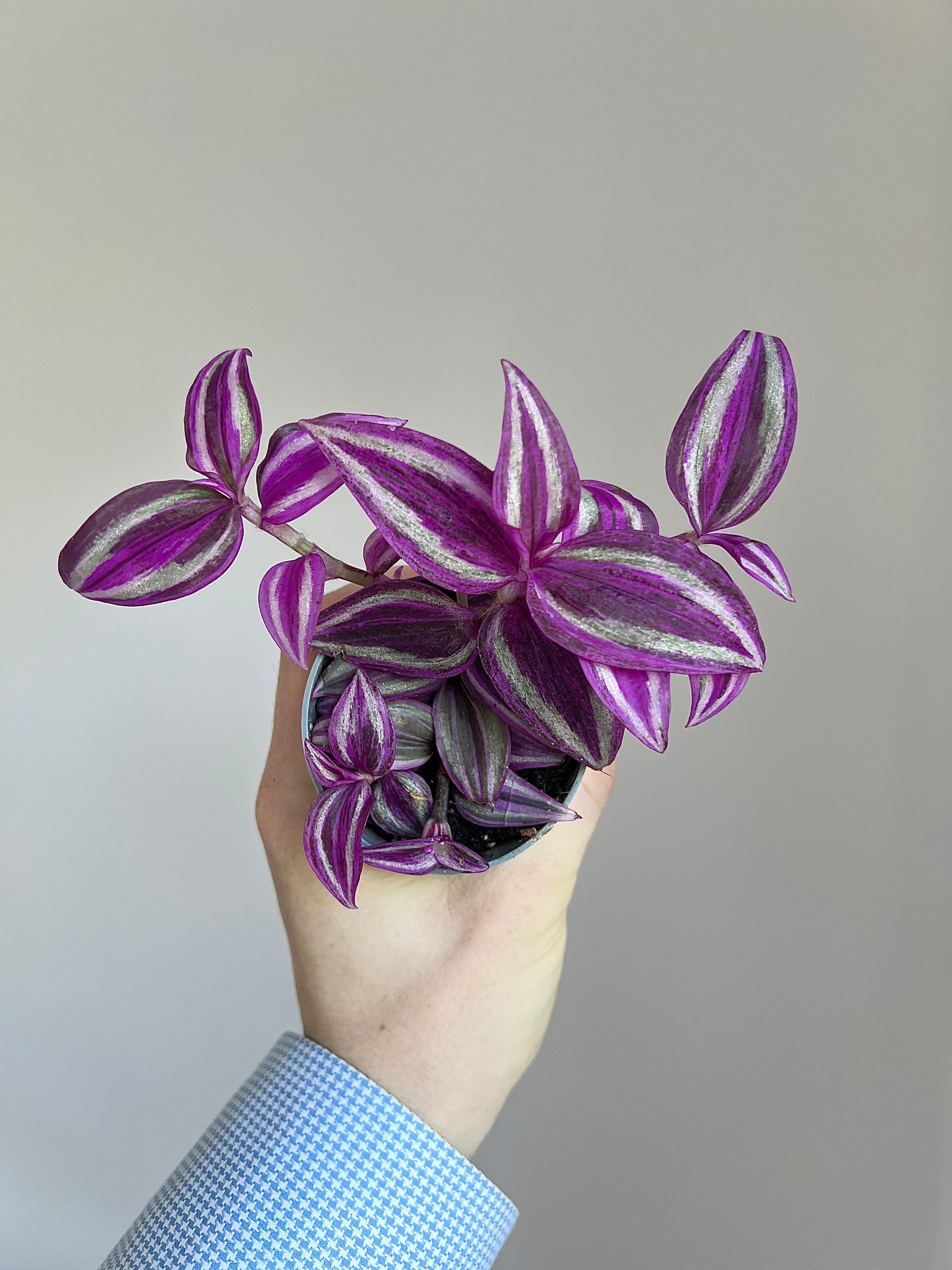 Tradescantia pink paradise