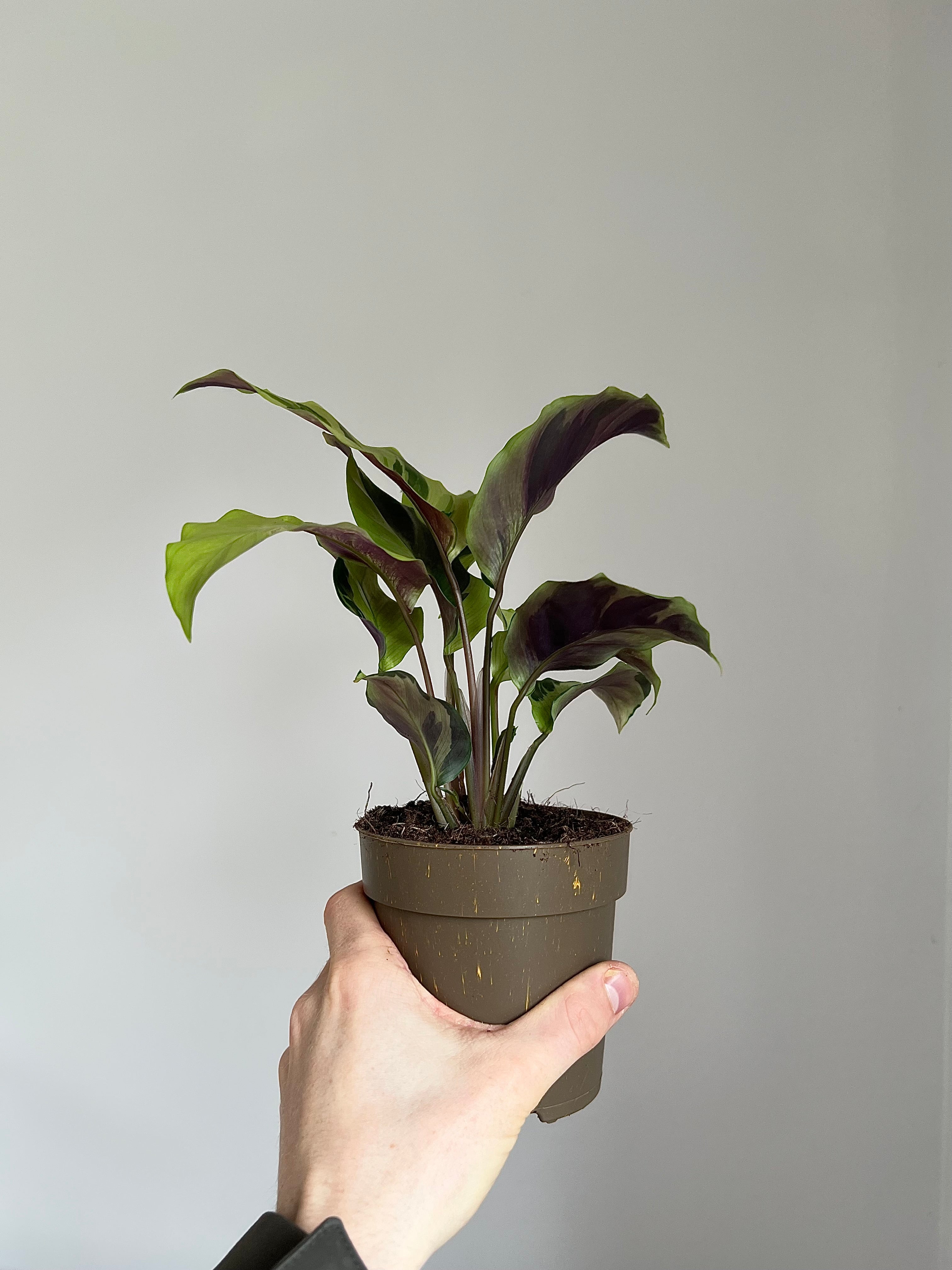Calathea Yellow fusion