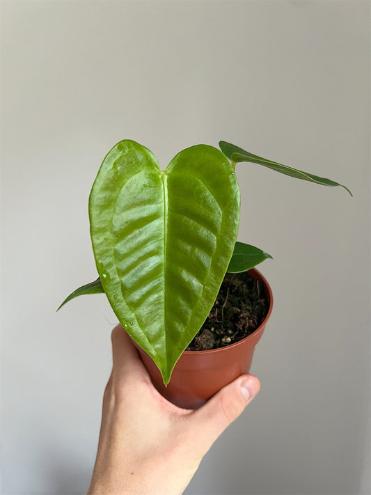 Anthurium veitchii