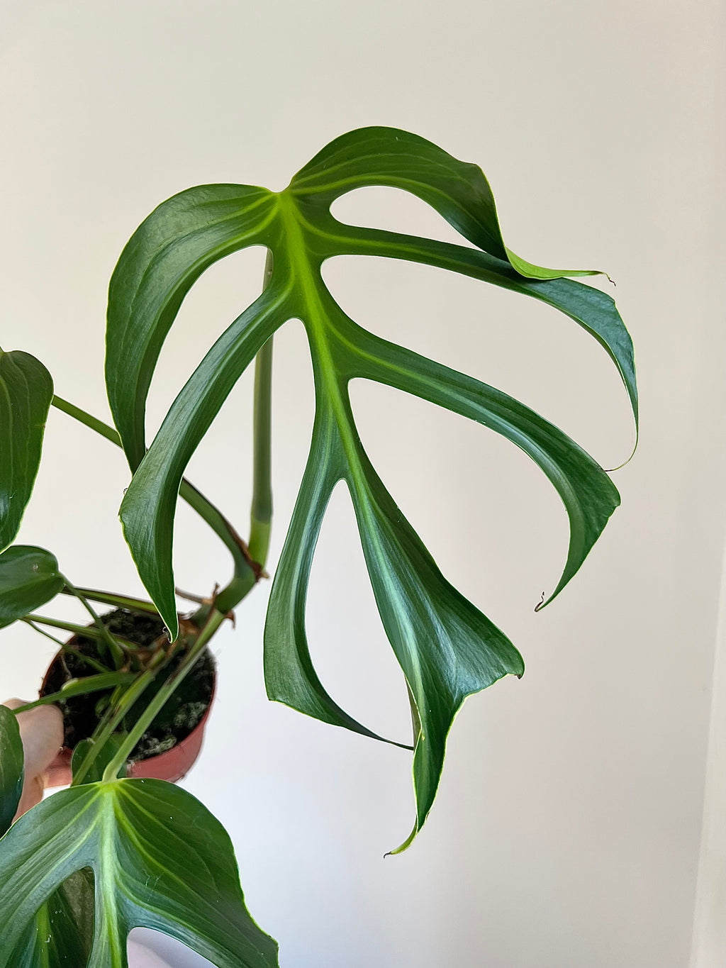 Monstera burle Marx flame