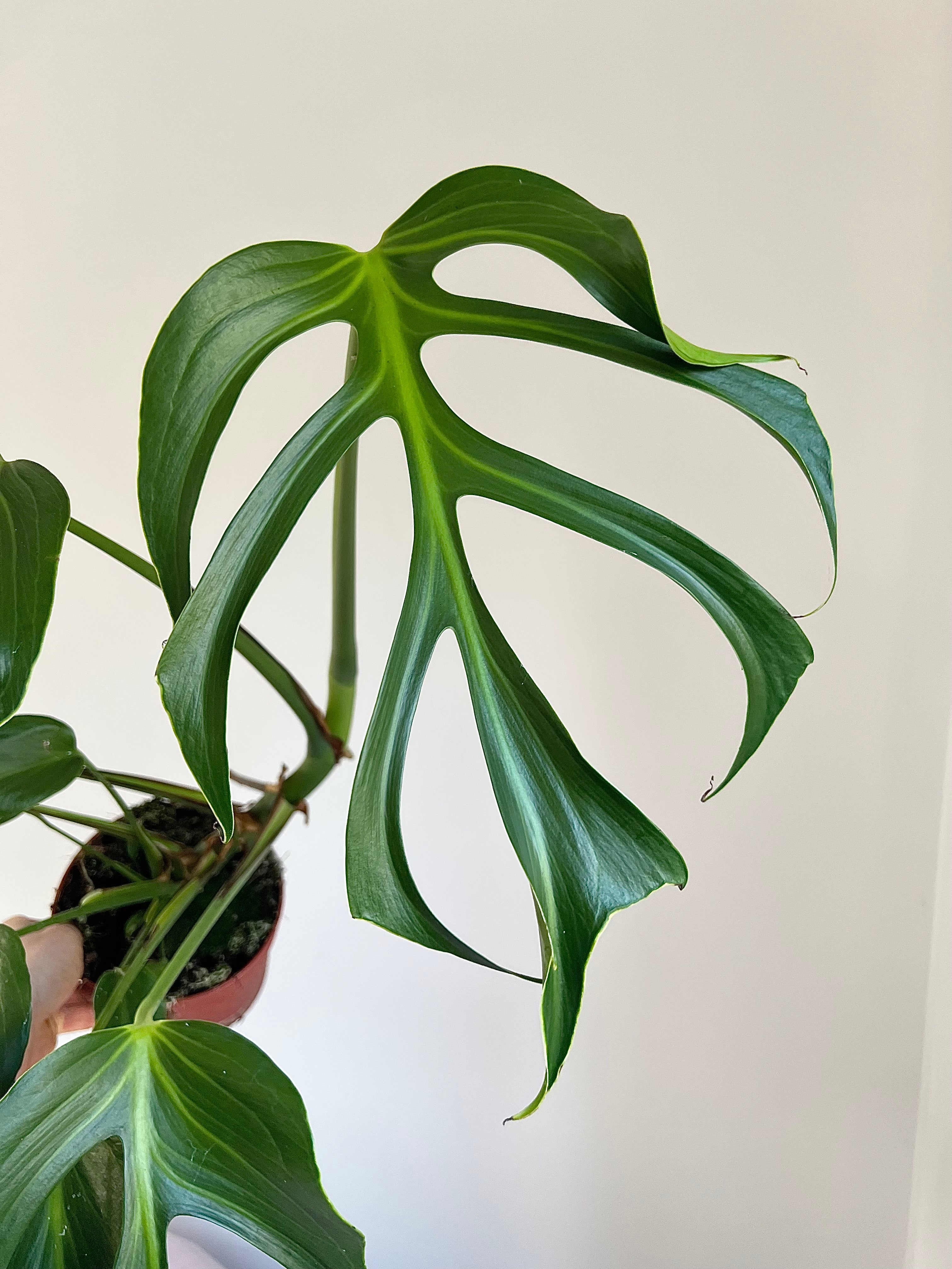 Monstera burle Marx flame