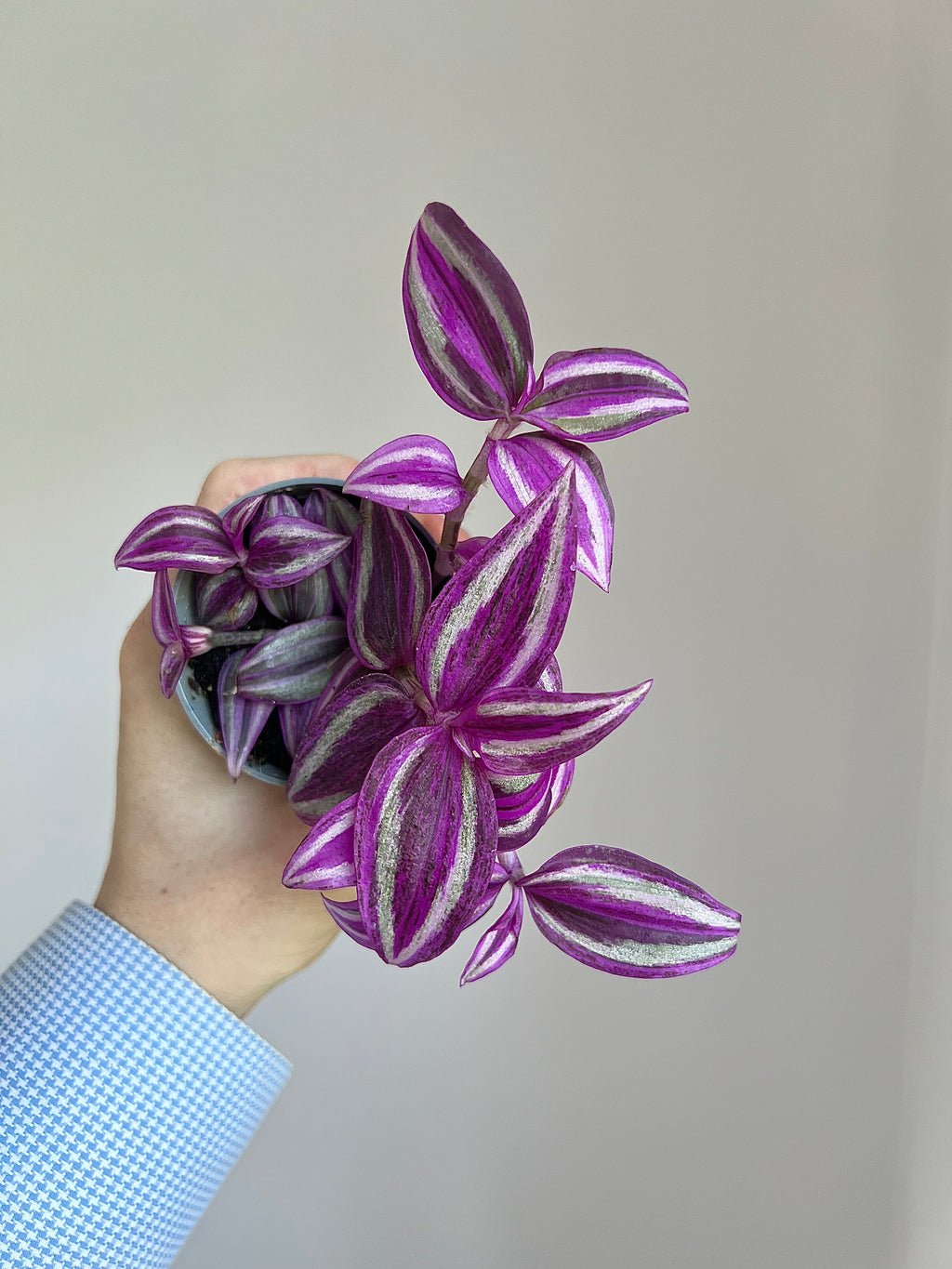 Tradescantia pink paradise