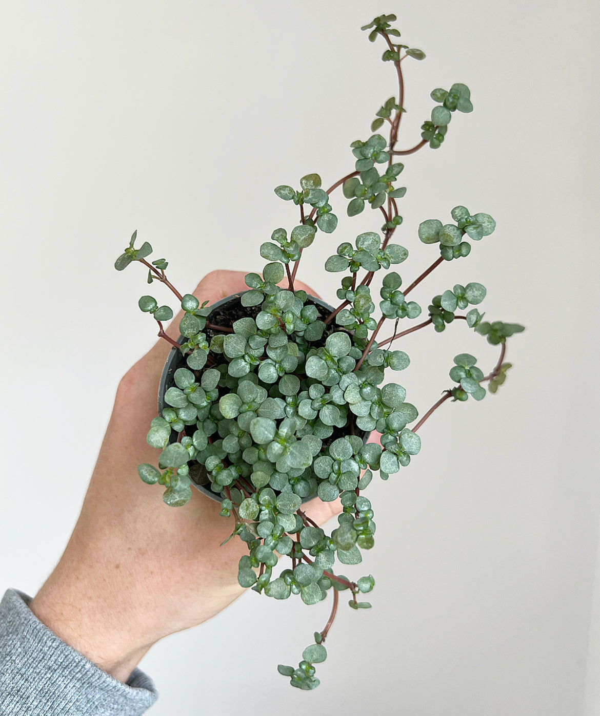 Pilea Glaucophylla Greyzy Silver Sparkles
