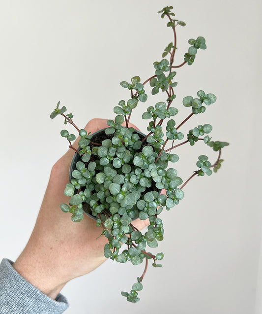 Pilea Glaucophylla Greyzy Silver Sparkles