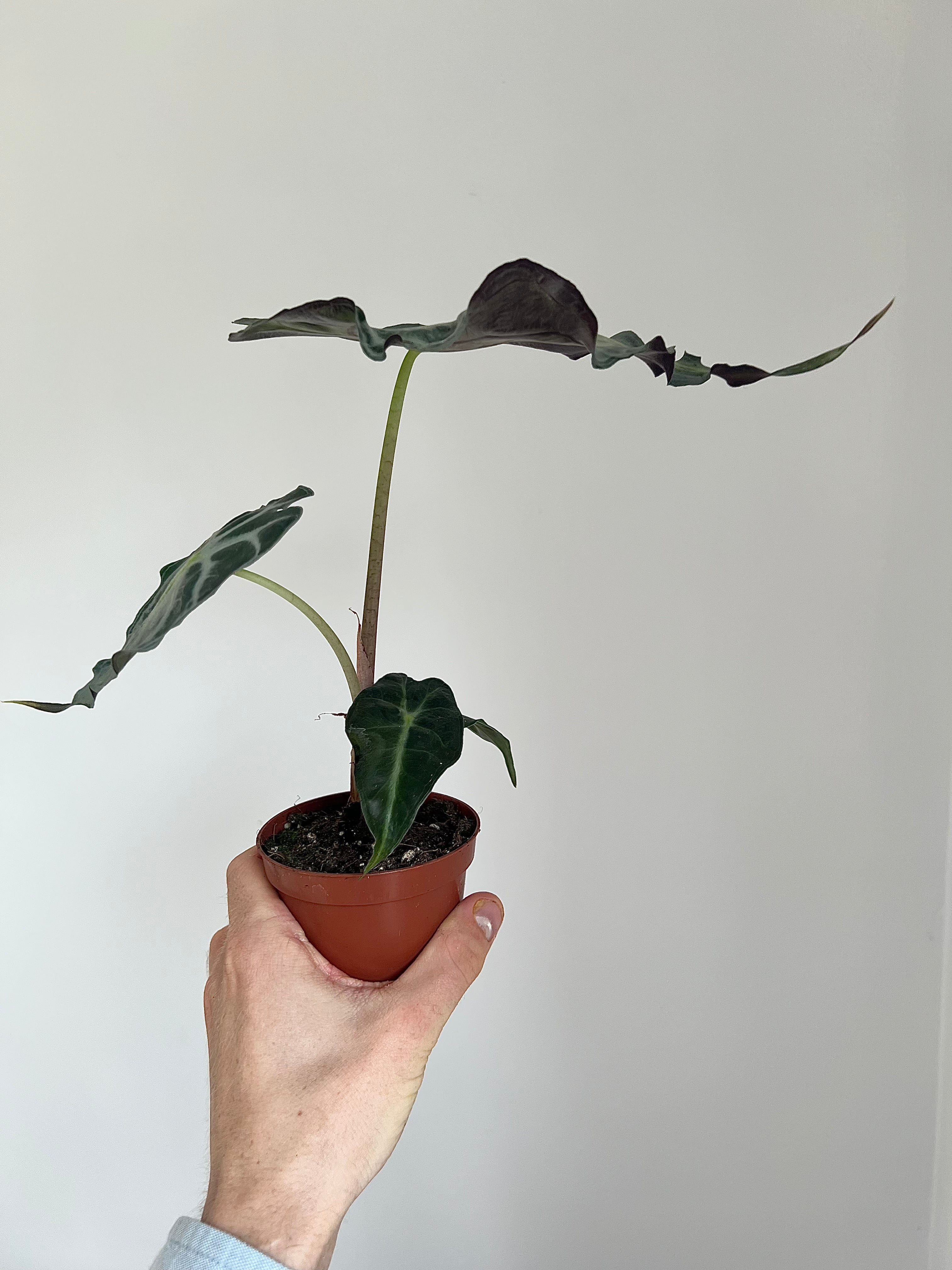 Alocasia venom