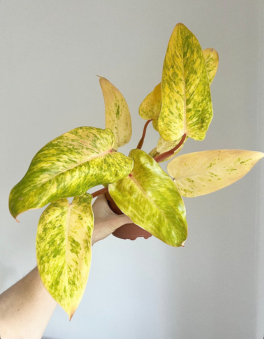 Philodendron painted lady
