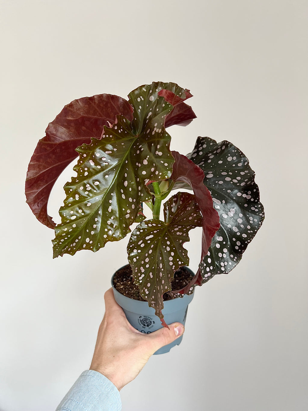 Begonia cracklin Rosie