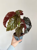Begonia cracklin Rosie