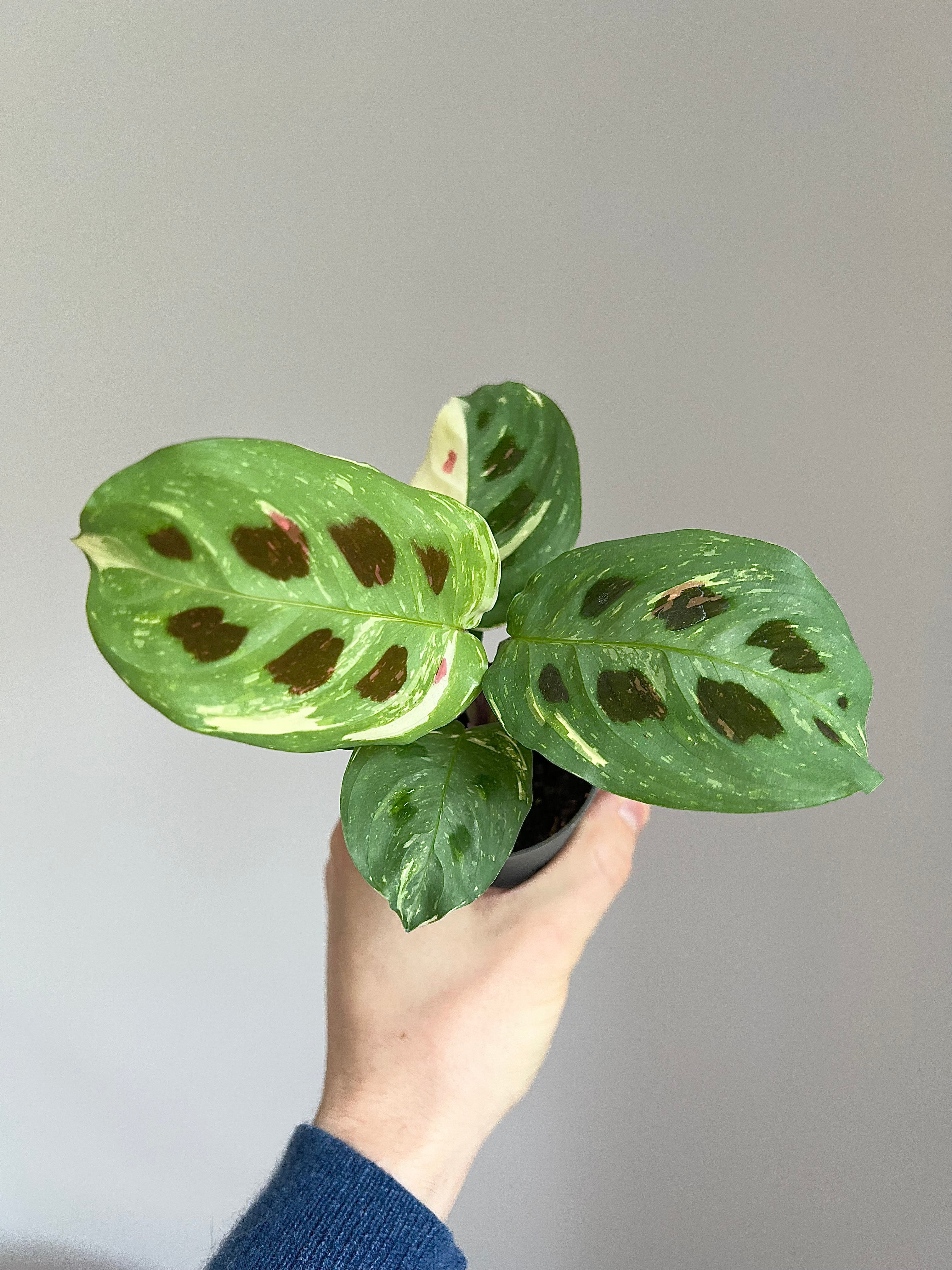 Maranta leuconeura Kerchoveana variegata