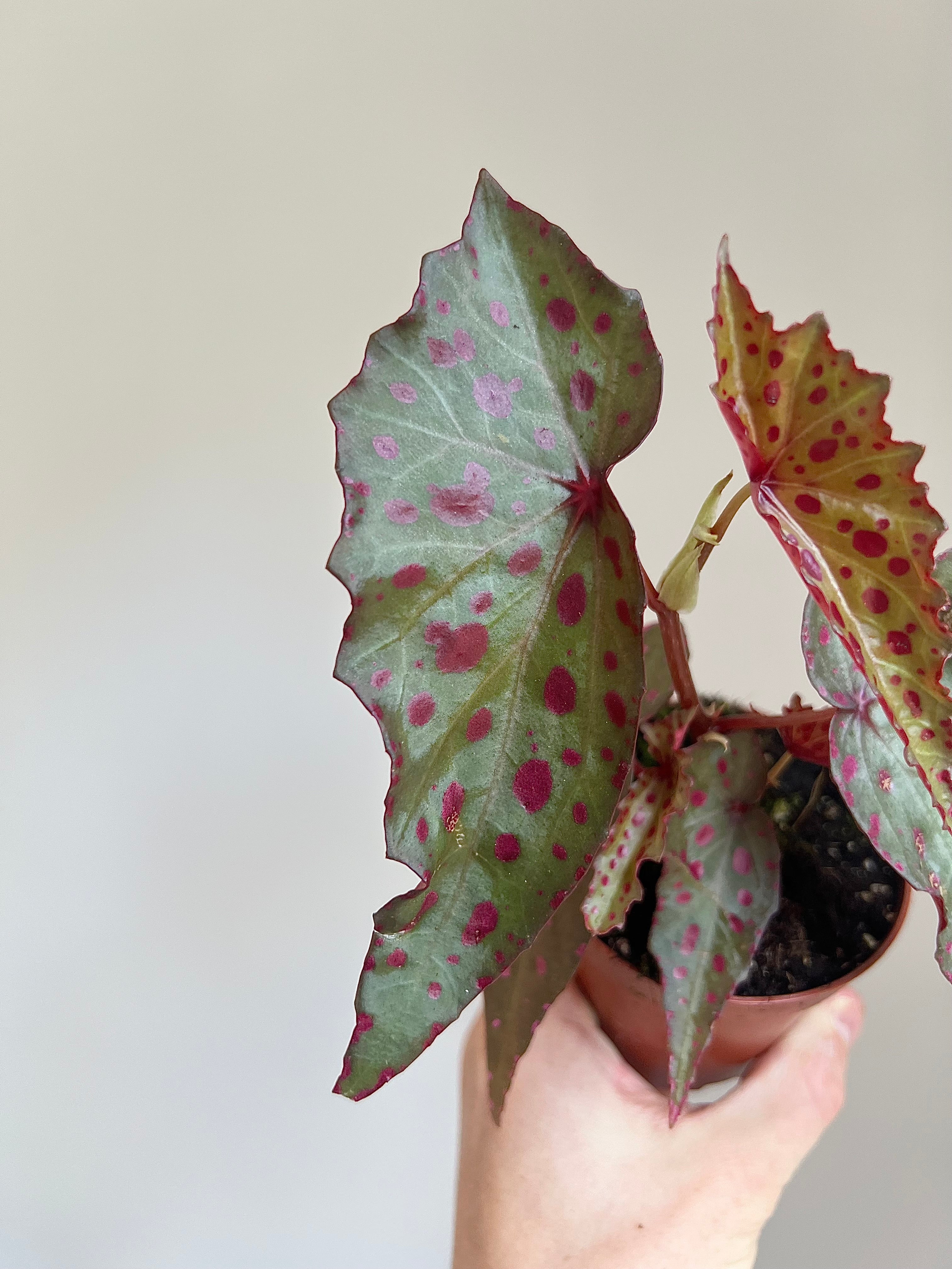 Begonia amphioxus × malachosticta