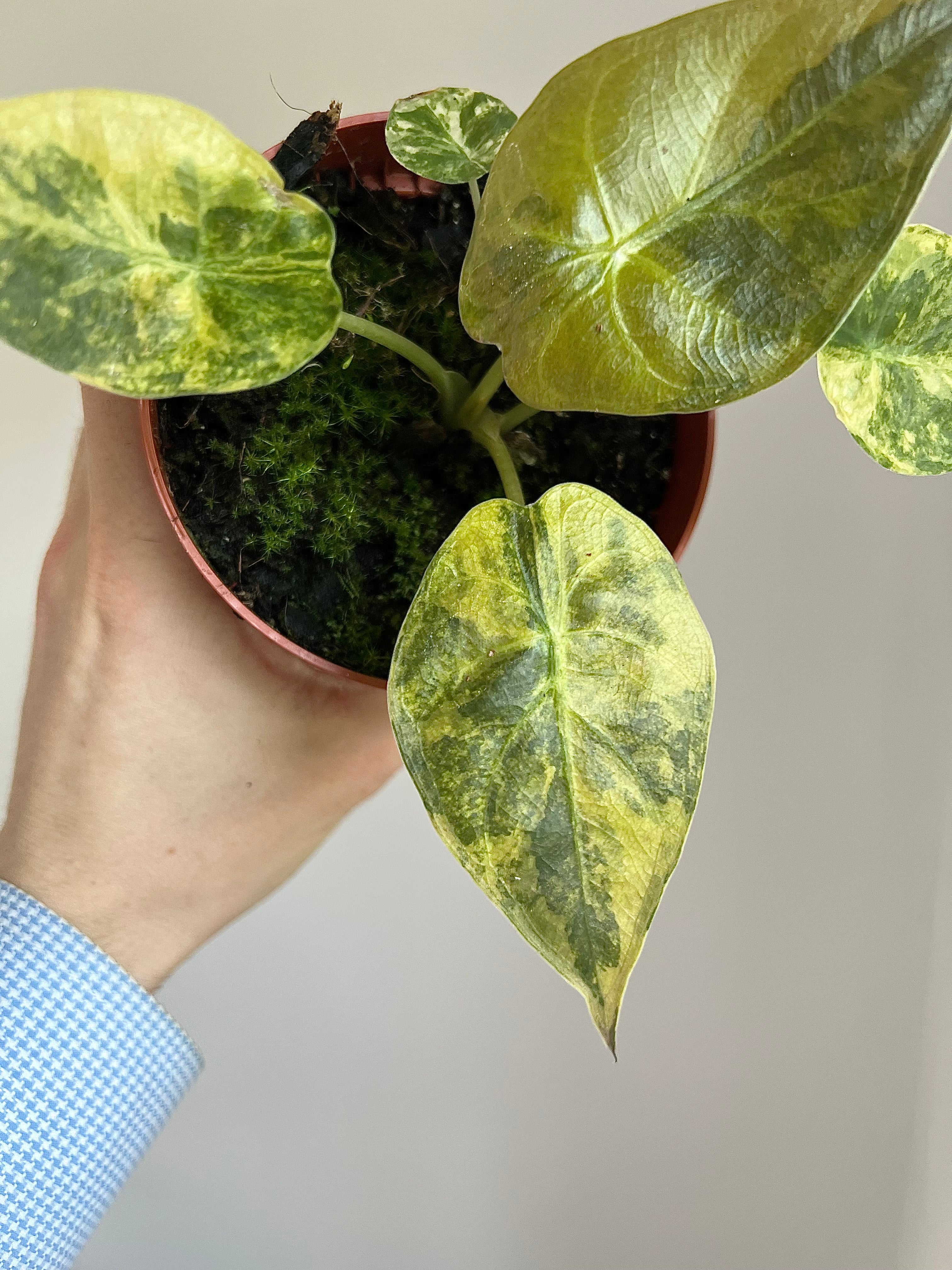 Alocasia wentii aurea