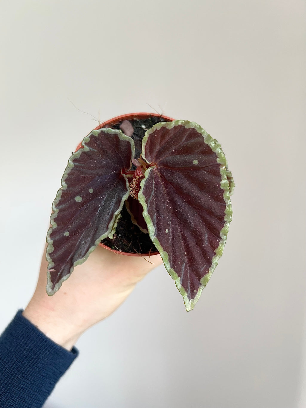 Begonia darthvaderiana ‘Green Spots