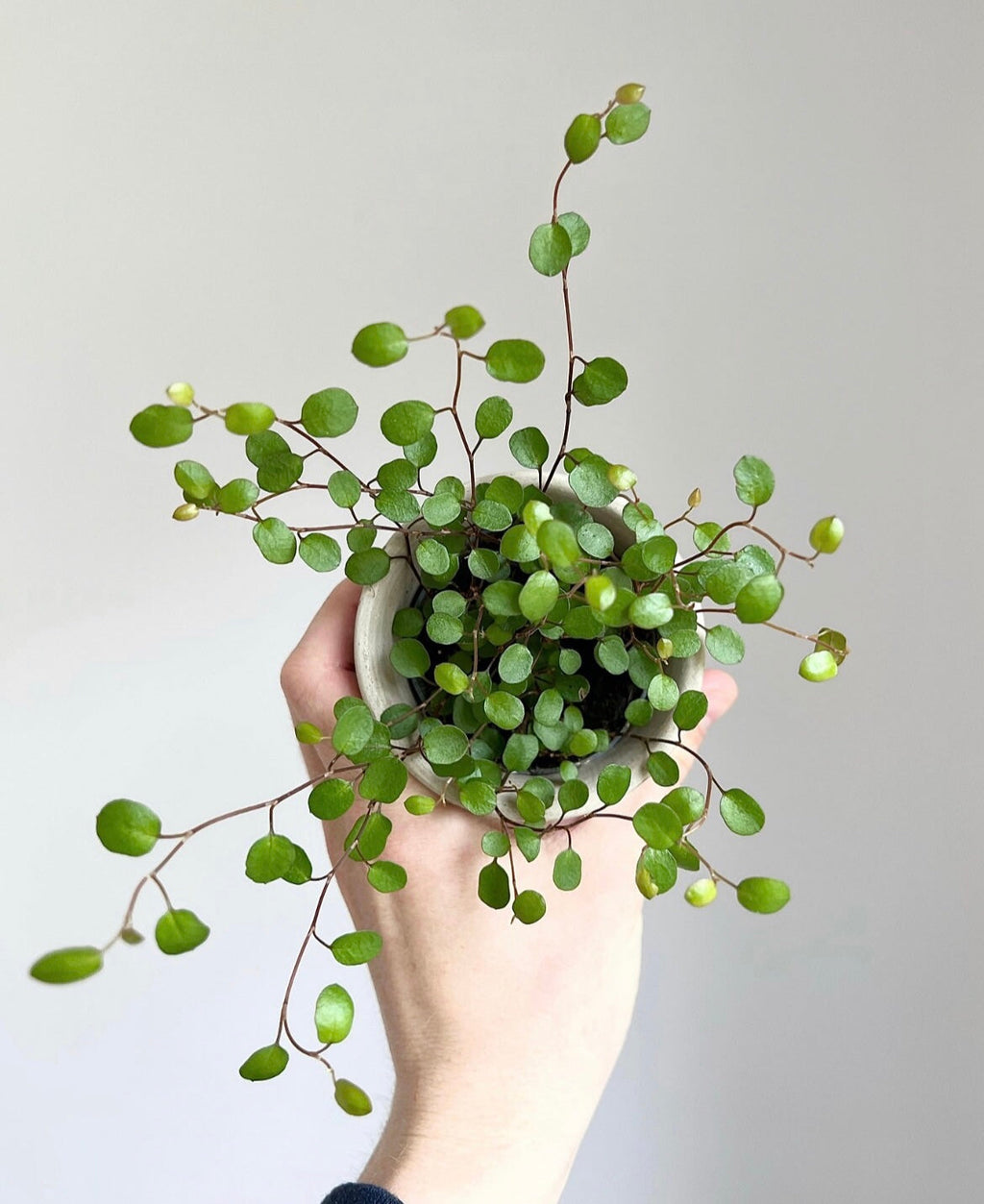 Mini plants subscription (Free Delivery)