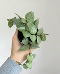 Hoya krohniana