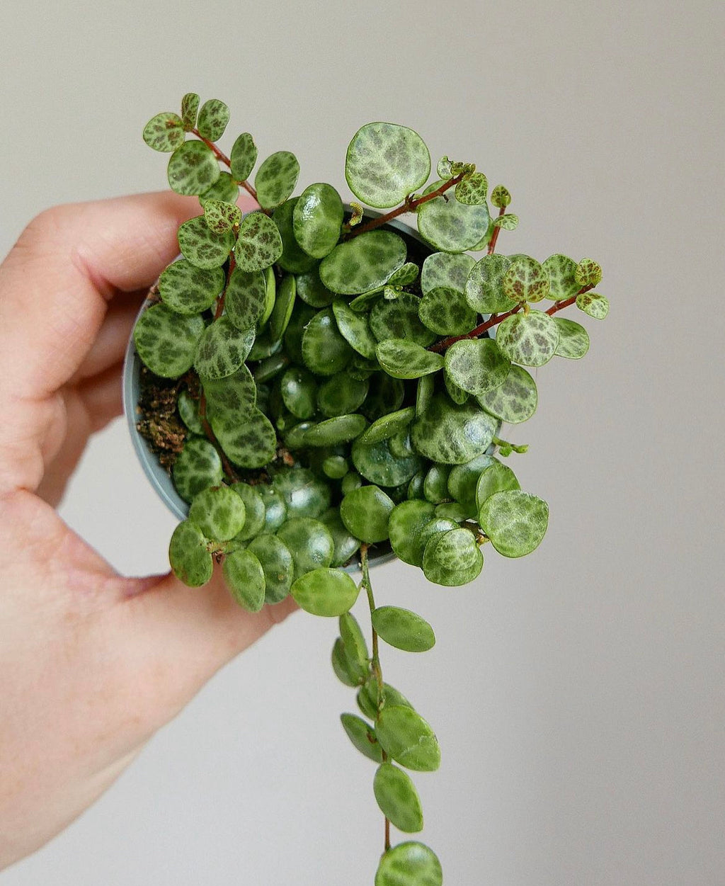 String of turtles - peperomia prostrata