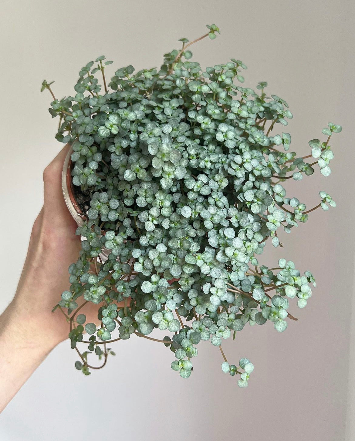3 months Pet-friendly plant subscription (Free Delivery)