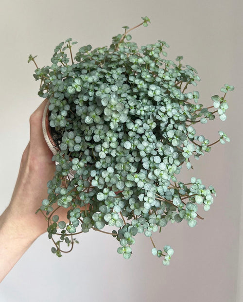 3 months Pet-friendly plant subscription (Free Delivery)