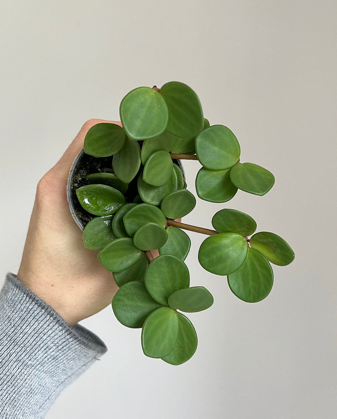 Mini plants subscription (Free Delivery)