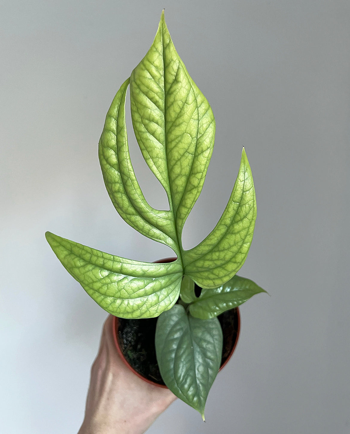 Amydrium medium Silver