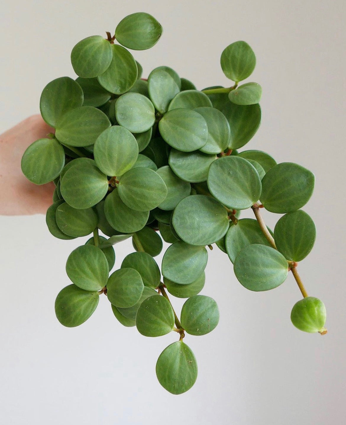 3 months Pet-friendly plant subscription (Free Delivery)