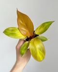 Philodendron Prince of orange