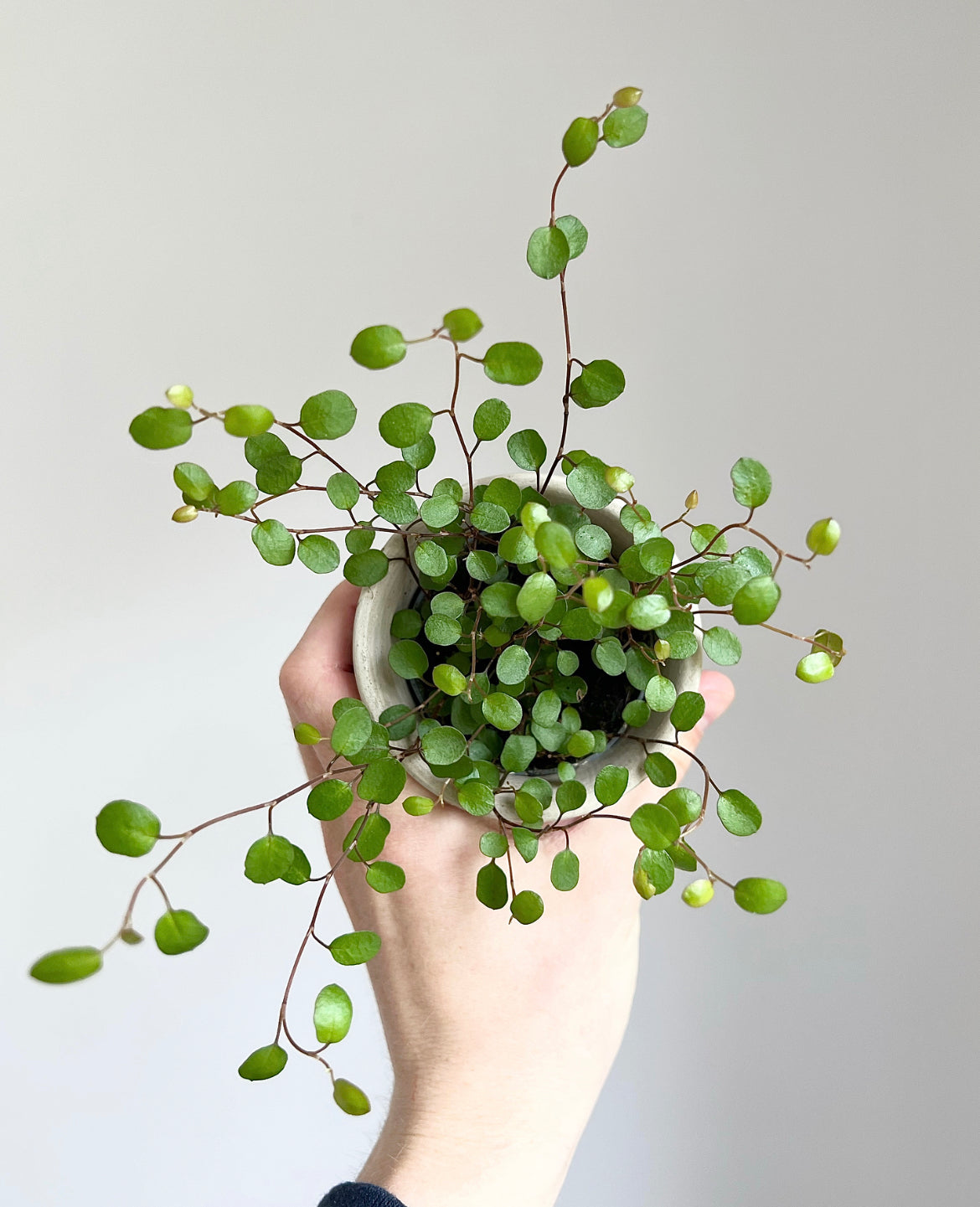 Muehlenbeckia complexa