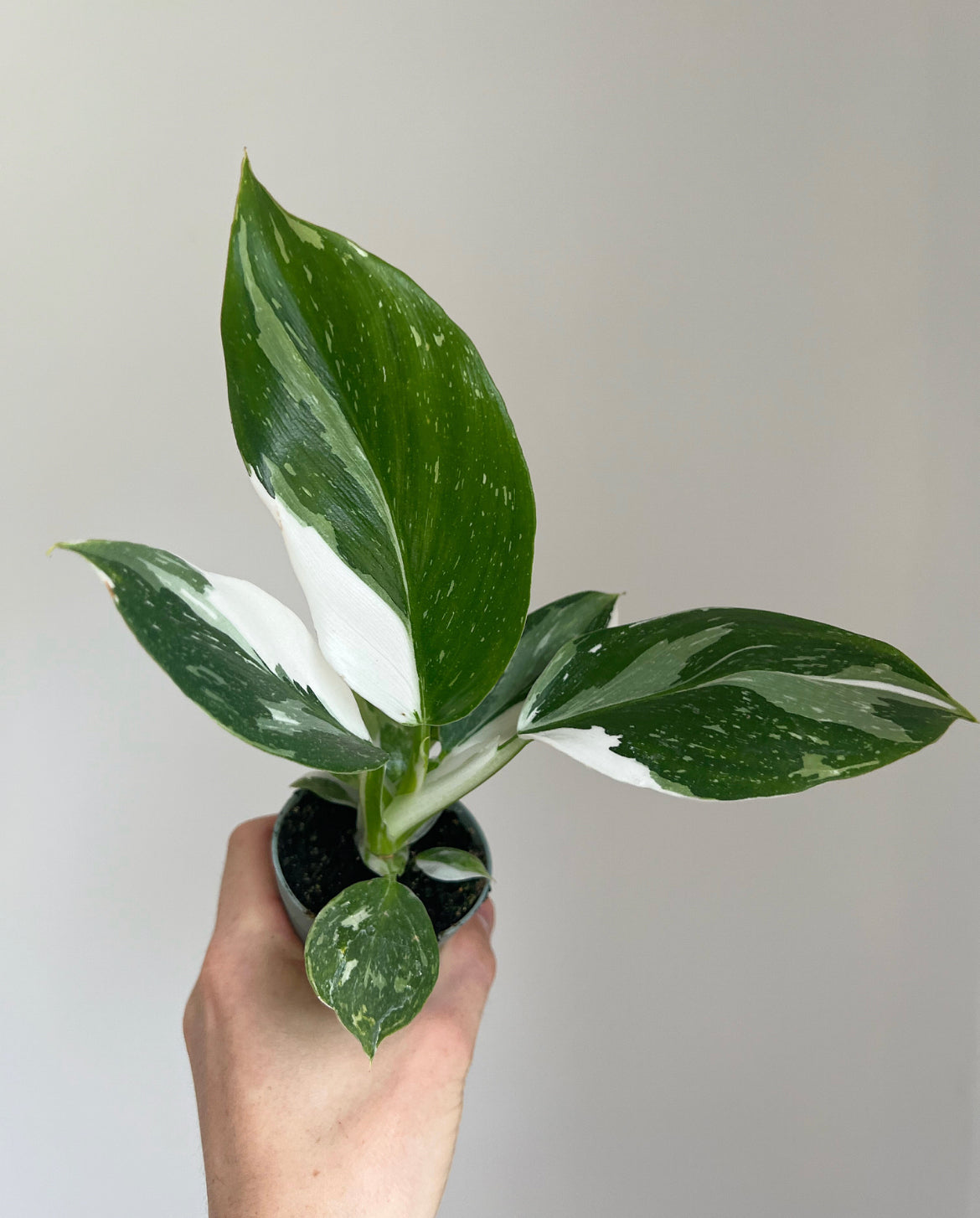 Philodendron white wizard