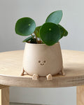 Pilea peperomioides