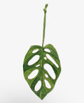 Monstera monkey mask hanging decoration