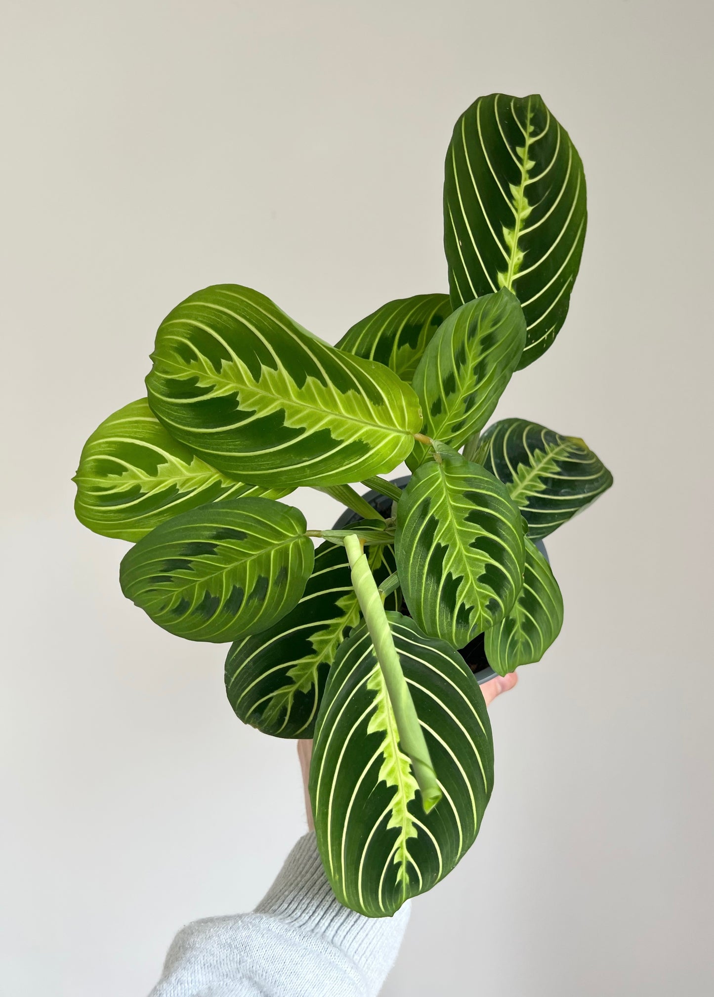 Maranta lemon lime