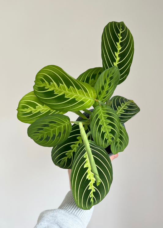 Maranta lemon lime